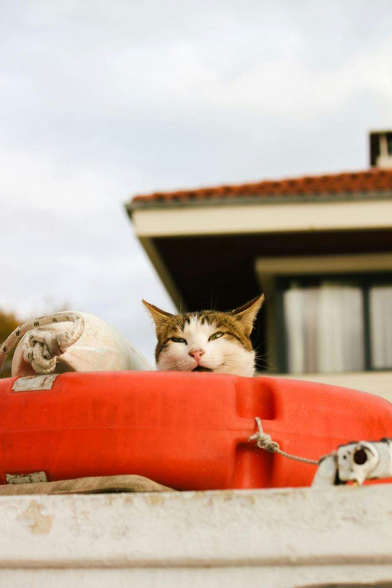 Preparing Your Home for an Adopted Cat: A Simple Checklist