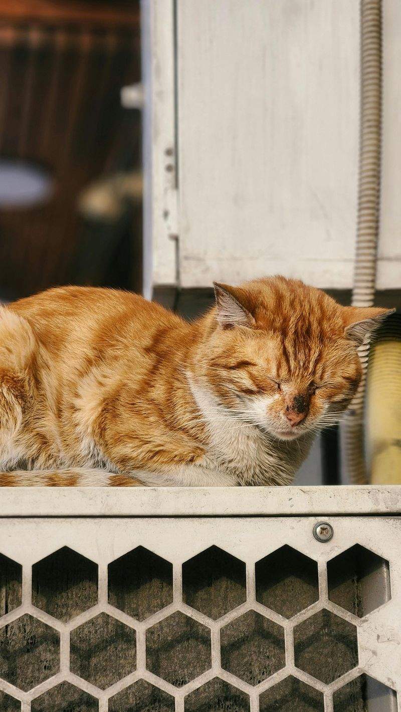 Paws & Whiskers Haven Singapore 10