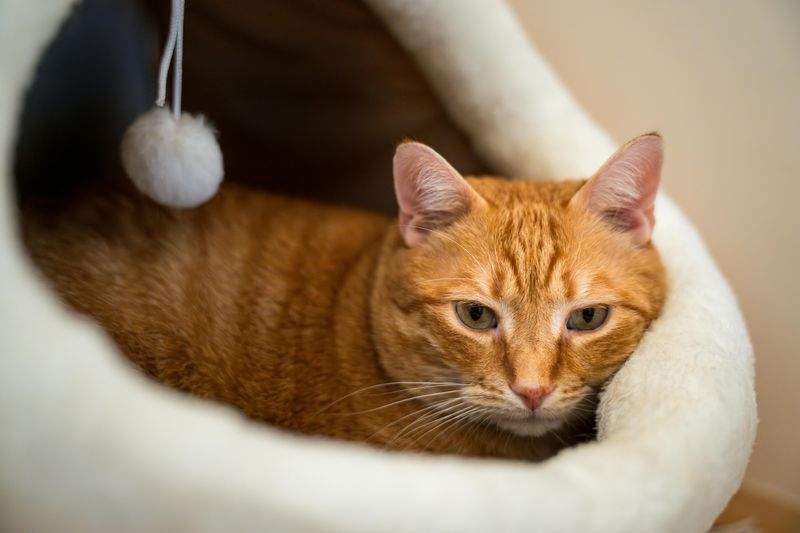 Paws & Whiskers Haven Singapore 12