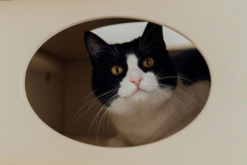 Paws & Whiskers Haven Singapore 6