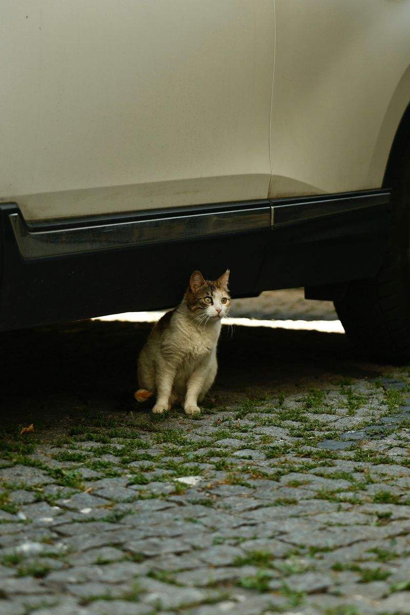 Paws & Whiskers Haven Singapore 9
