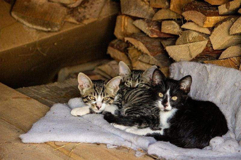 Cat rescue and intake